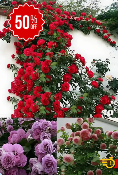 SEMILLAS DE FLORA MAGICA